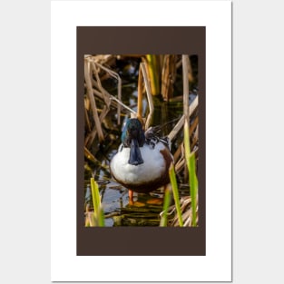 Male Northern Shoveler In The Reeds Posters and Art